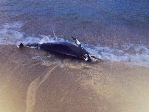 Hallado un delfín muerto en la playa de El Saler