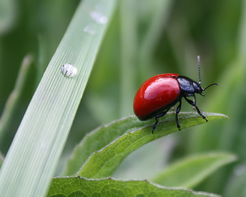 Le entregaron a Paul R. Ehrlich el Premio Ramon Margalef de Ecología