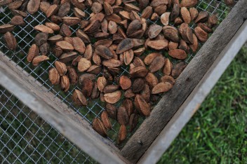 Puede REDD+ proteger los árboles que dan sustento a los agricultores de castaña en el bosque amazónico del Perú