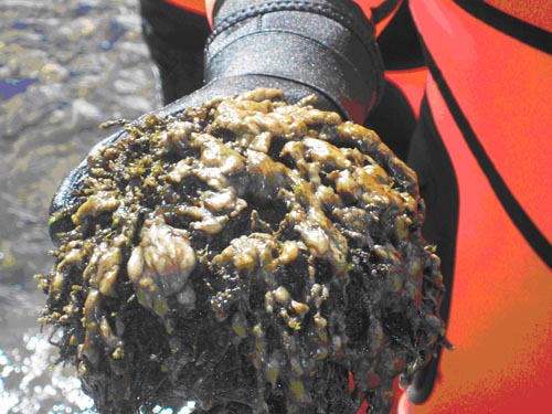 Un alga invasora amenaza los ríos y lagos patagónicos