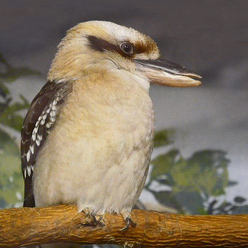 Un pájaro australiano irá al gimnasio para delgazar