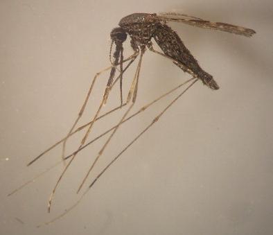 La deforestación no afecta sólo al clima