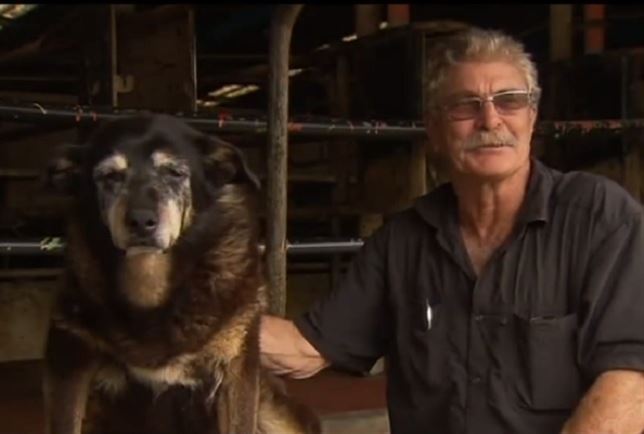 Conocías al perro más viejo del mundo (Mira su VIDEO)