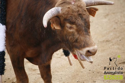 Sobre la nueva regulación de corridas de toros de Baleares
