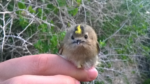ANSE finaliza la campaña de anillamiento de aves más numerosa en la Isla Grosa (Reg. Murcia)