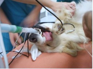 Más del 80% de los perros sufren hipotermia tras una intervención veterinaria con anestesia