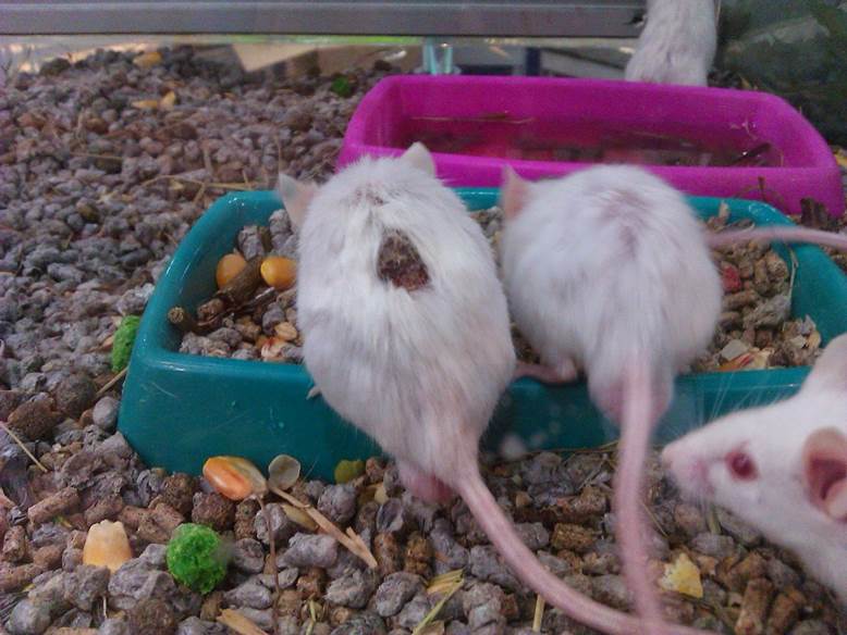 Una tienda de animales de Barcelona ‘clausurada’ por maltratar a los animales