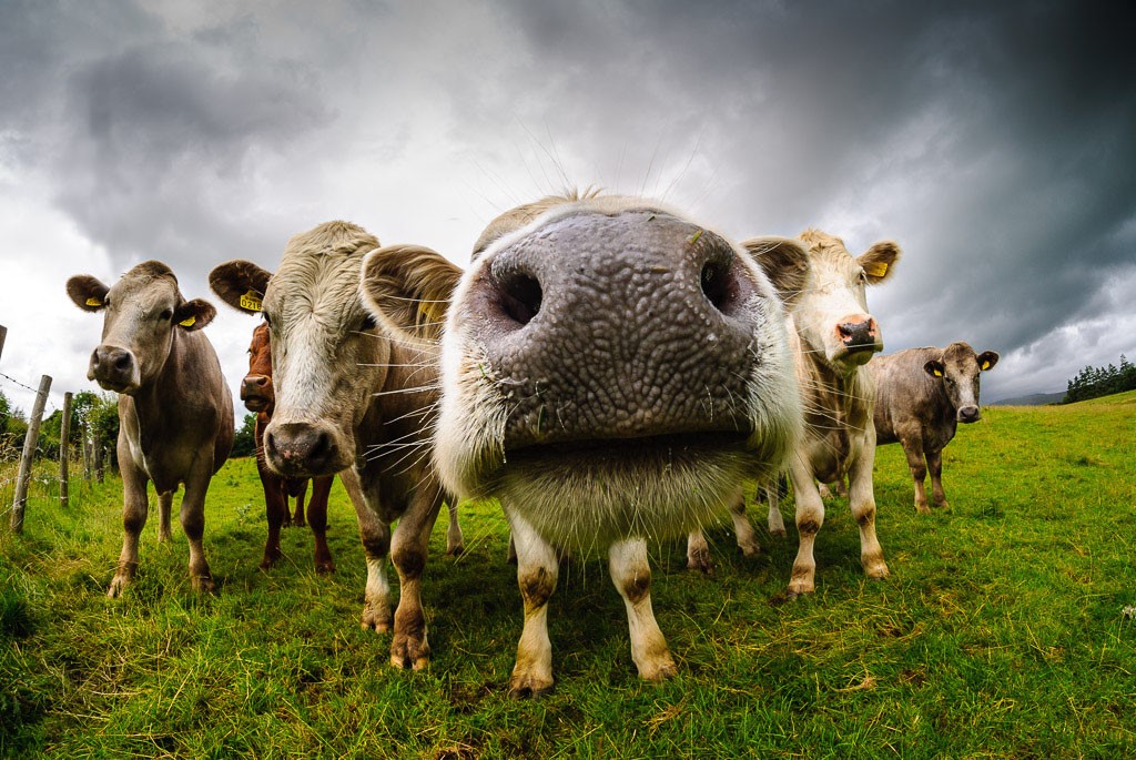 La industria agropecuaria irlandesa es más contaminante de Europa
