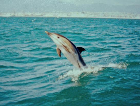 Desarrollan un sistema para controlar los sonidos de los delfines