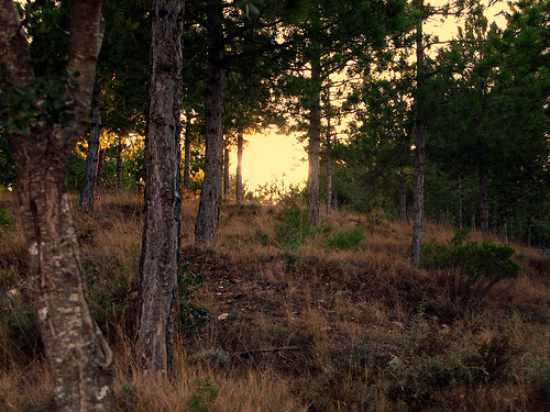 Unos 20 expertos participan en Menorca en un seminario sobre los efectos del cambio climático en bosques mediterráneos