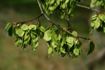 El olmo blanco europeo (ulmus laevis) está en peligro de extinción en la península ibérica