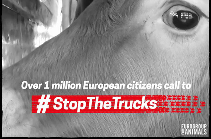 Más de 1 millón de ciudadanos europeos piden poner fin al transporte de animales de larga distancia