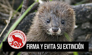 Inminente extinción en España el visón europeo