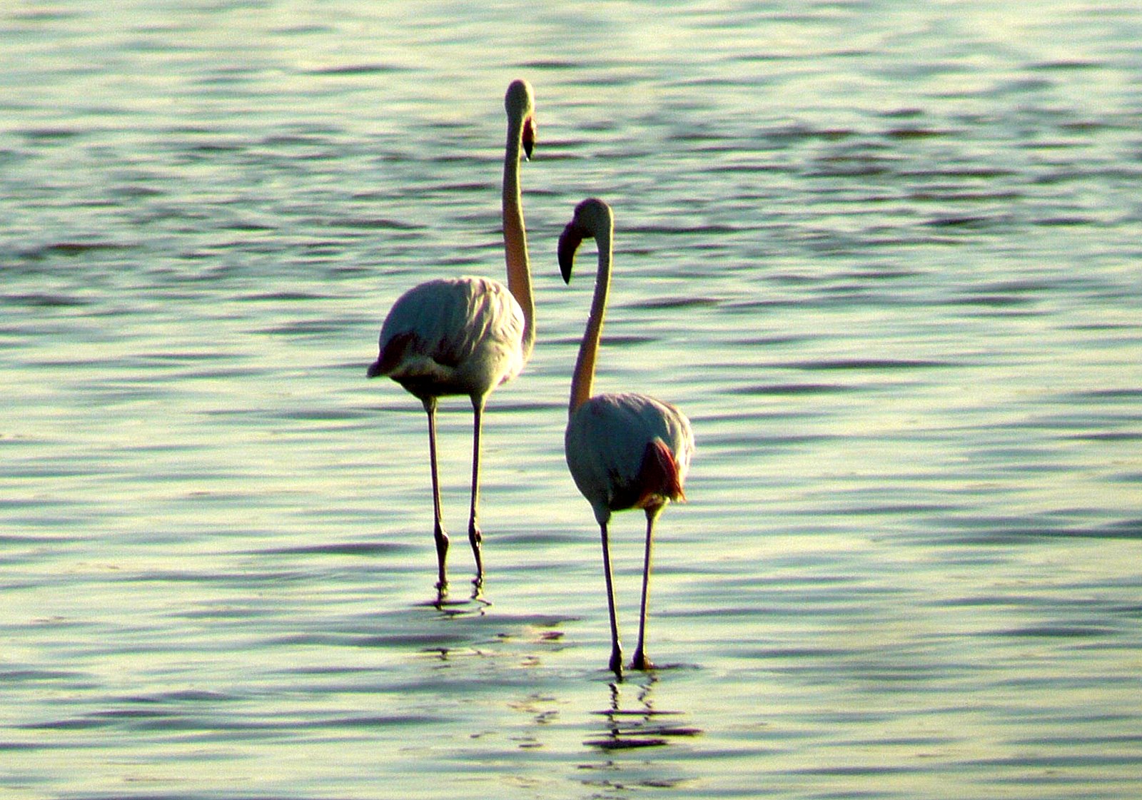 Huelva cuenta con más de 300 especies diferentes de aves