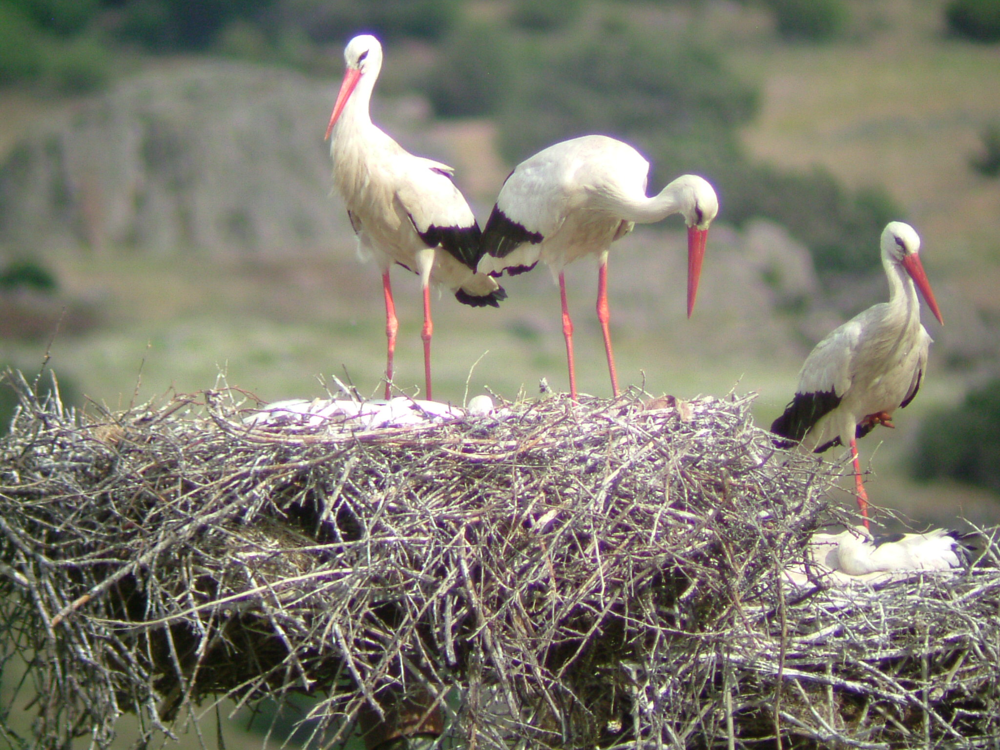 En Colmenar Viejo (Madrid) nidifican 119 parejas de cigüeña blanca