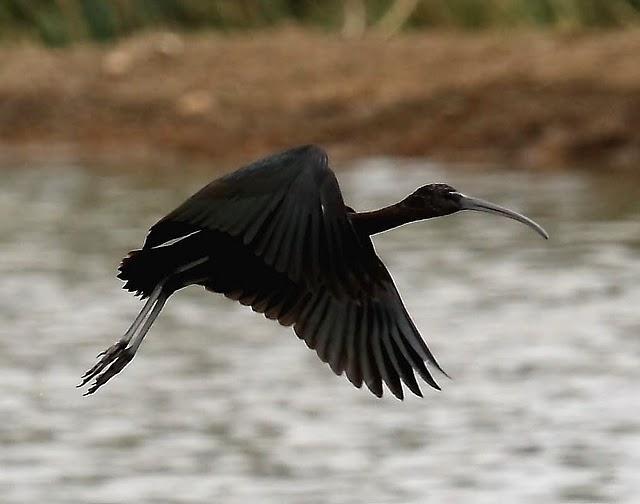 El ibis negro cría por primera vez en Baleares