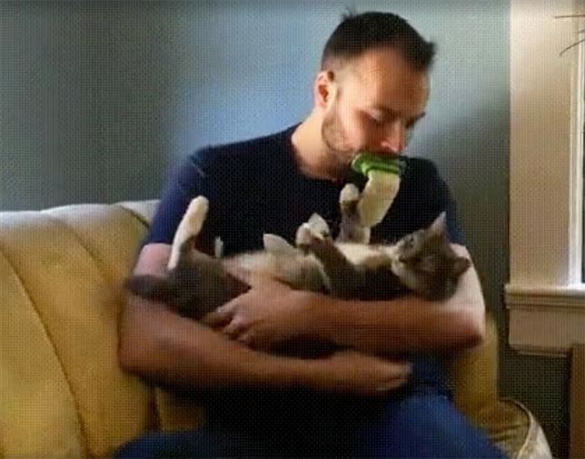 Quieres un cepillo para ‘lamer’ a tu gato (Mira el VIDEO)