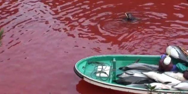La matanza de delfines en Taiji sigue