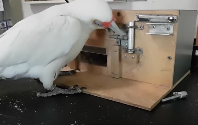 La cacatúa más lista del mundo (Ver VIDEO)