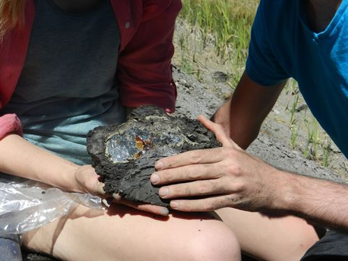 El ADN no queda en el ámbar y se descarta clonar dinosaurios al estilo Parque Jurásico