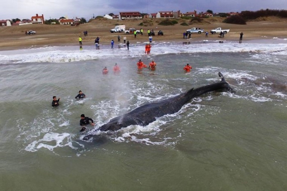 Argentina. Devuelven al mar a una ballena que varó en Mar del Plata