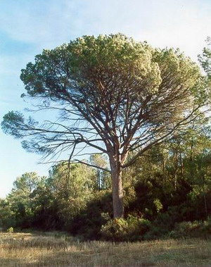 Desarrollan un kit para la recogida automatizada y selectiva de piñas de pino piñonero