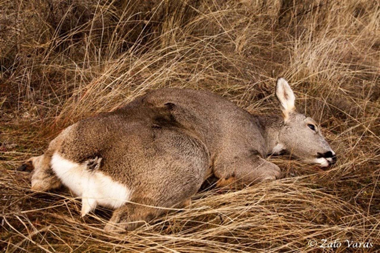 Furtivismo sobre el corzo