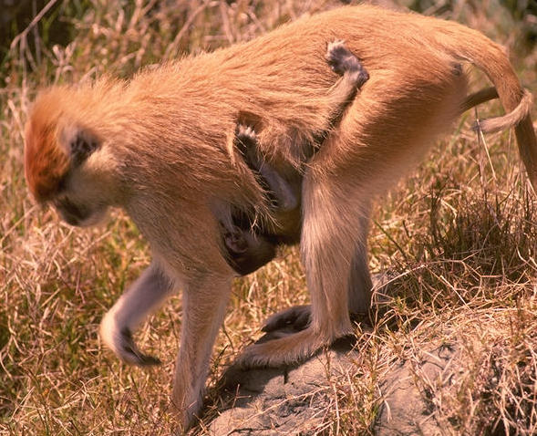 Los macacos machos establecen amistades de naturaleza política con otros machos