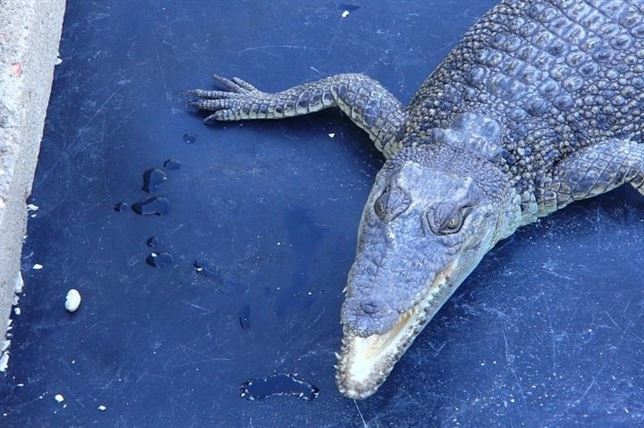 Los cocodrilos siempre están alerta… hasta cuando duermen