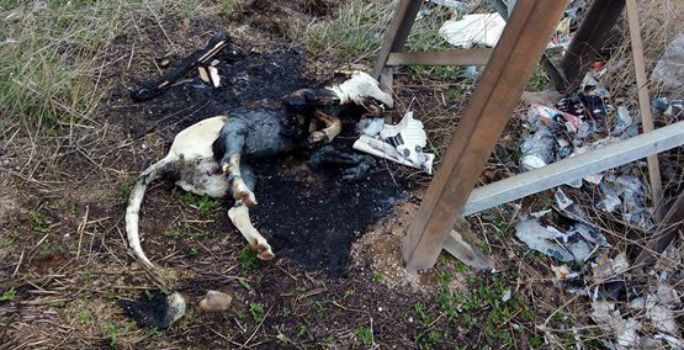 Piden la colaboración ciudadana para detener al ‘energúmeno’ que quemó a un perro en Puertollano