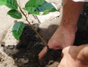 Banco Mundial dará $3 millones a Costa Rica para desarrollar mercado de carbono