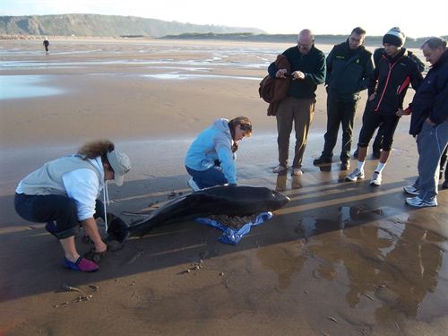 Rescatan con vida un cachalote pigmeo en la playa de San Juan de Nieva en Asturias
