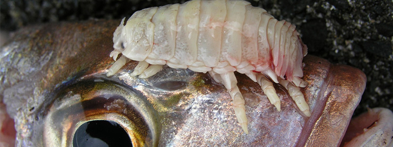 Conoce al parásito usurpalenguas