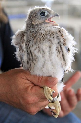 Zaragoza ‘anilla’ tres nuevos pollos de cernícalo