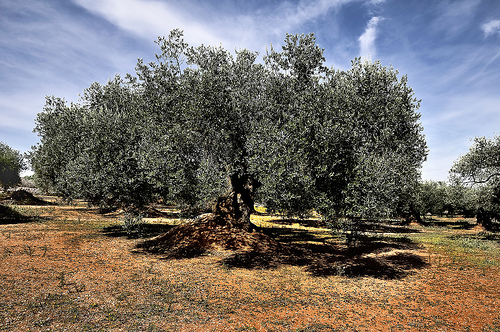 Medio Ambiente recoge en el libro Olivos milenarios la riqueza de 4.000 ejemplares de la Mancomunidad del Sénia