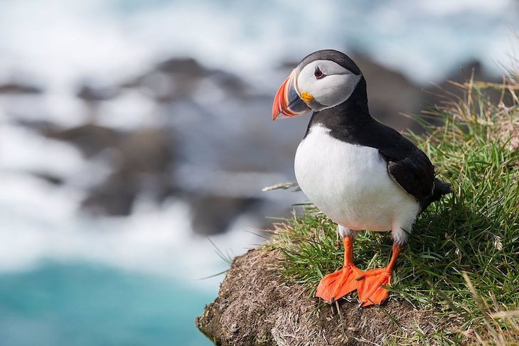 Los ciclones son letales para las aves marinas del Atlántico Norte