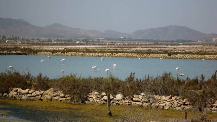 Medio Ambiente acondicionará los humedales de la zona ZEPA del Mar Menor