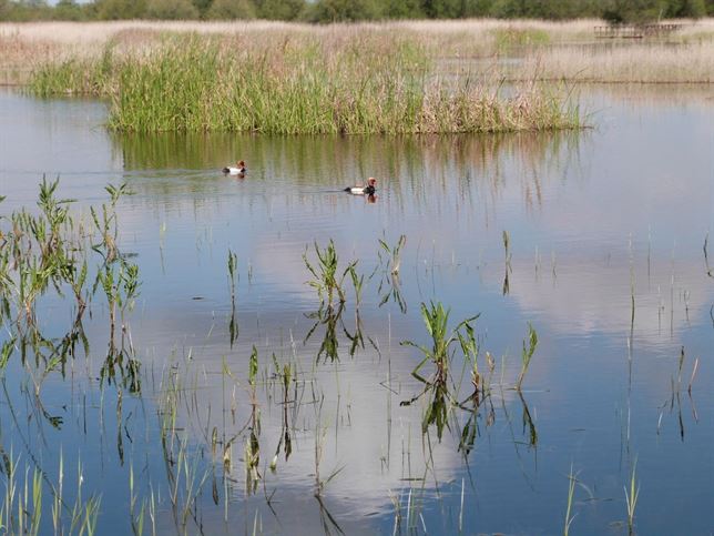 Cómo mejorar la calidad de agua de Las Tablas de Daimiel