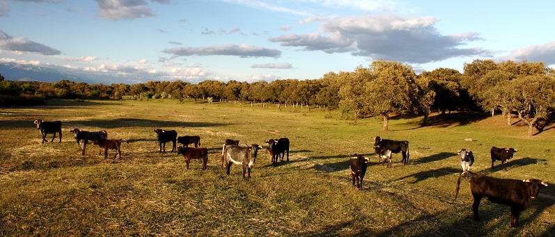 La Fundación Global Nature ayuda a dehesas y cerezos de Extremadura a ser más sostenibles y competitivos