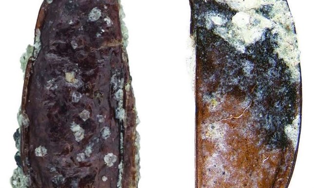 Encuentran restos del primer escarabajo terrestre de la Antártida