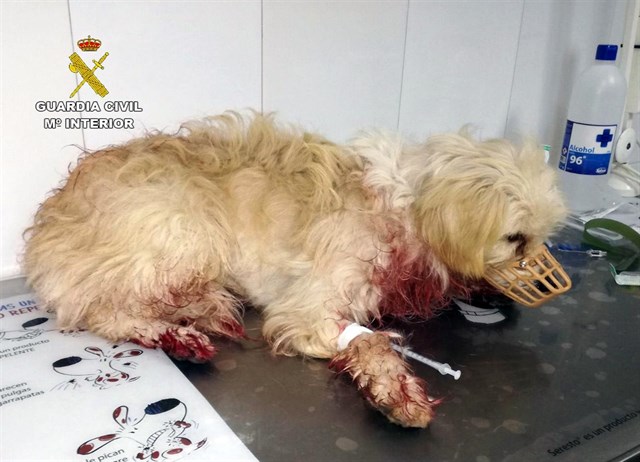 En Murcia disparan a un perro con una escopeta