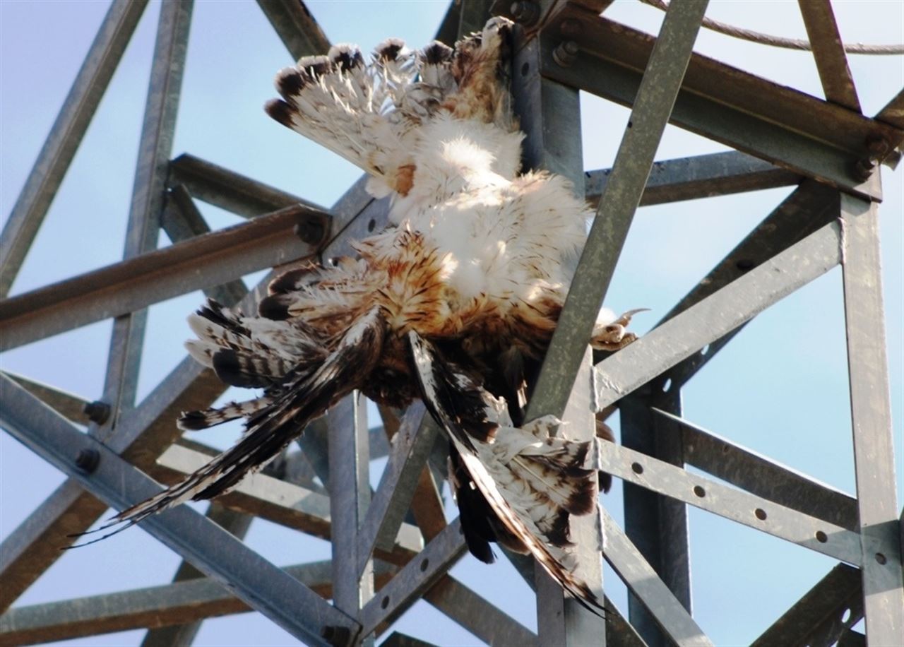 Tendidos eléctricos ‘trampa mortal’ para las aves de Castilla – La Mancha