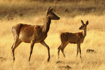 Los herbívoros rumiantes se diversificaron con la dieta mixta