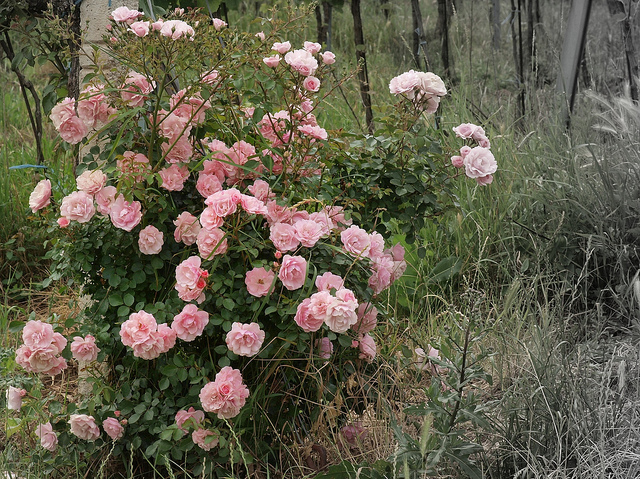 Fitorremediación: rosales contra metales pesados