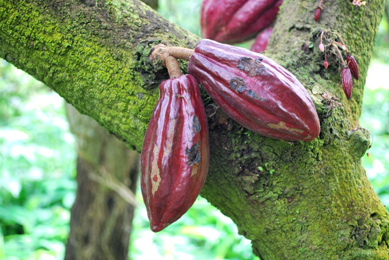 El árbol del cacao cumple diez millones de años