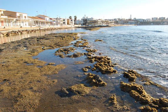 Hallan un nuevo molusco que crea microarrecifes en el Mediterráneo