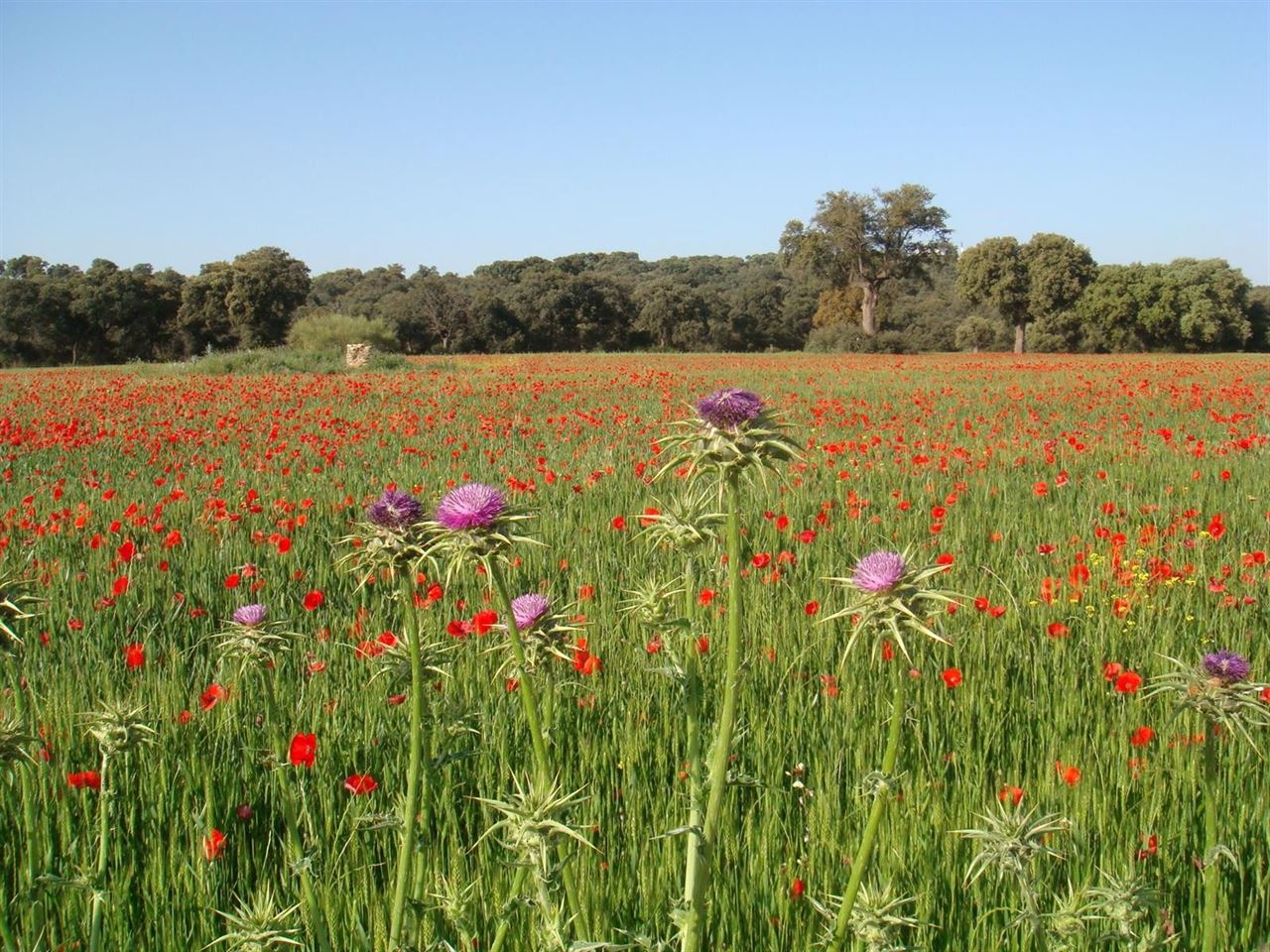 CREAF buscan voluntarios para seguir los efectos del calentamiento global en la naturaleza