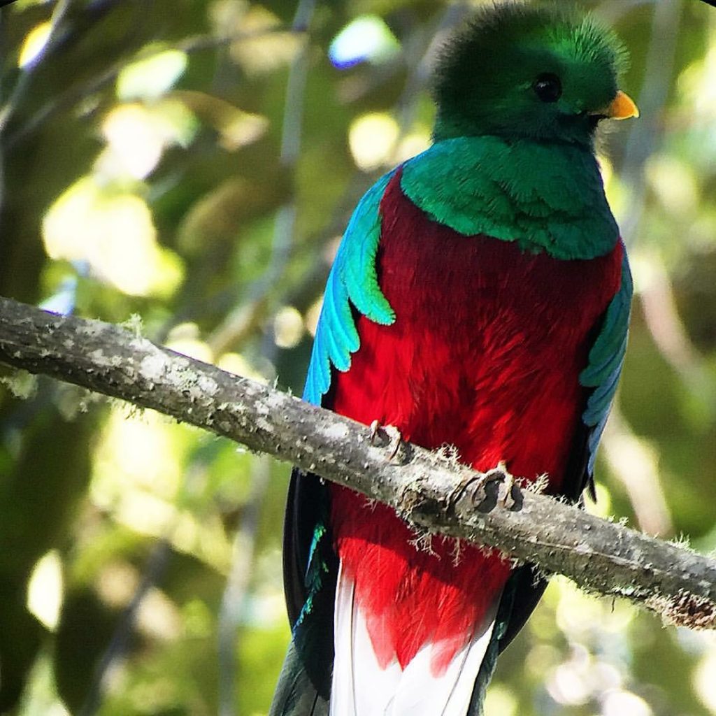 En el Parque Los Quetzales hay las aves más bonitas del mundo