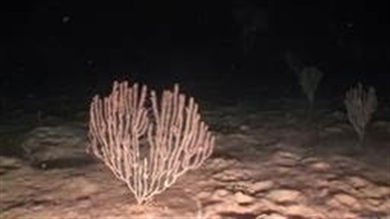 Hallan en Baleares un bosque de coral bambú