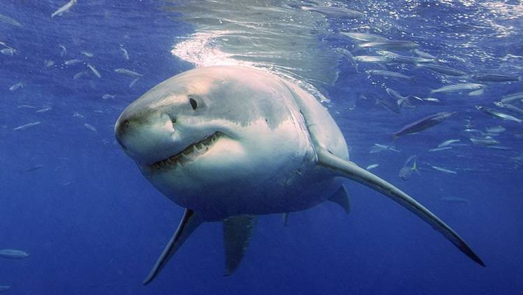 Mejoras para gestionar los tiburones en aguas internacionales del Atlántico Nordeste